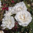 Kép 2/3 - Rosa 'Carte Blanche®' - fehér - virágágyi floribunda rózsa