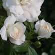 Rosa 'Carte Blanche®' - fehér - virágágyi floribunda rózsa