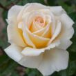 Kép 1/3 - Rosa 'Christophe Dechavanne ®' - sárga - teahibrid rózsa
