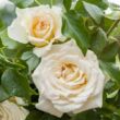Kép 2/3 - Rosa 'Christophe Dechavanne ®' - sárga - teahibrid rózsa