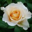Rosa 'Christophe Dechavanne ®' - sárga - teahibrid rózsa