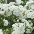 Rosa 'Creme Chantilly®' - fehér - virágágyi floribunda rózsa