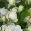 Rosa 'Creme Chantilly®' - fehér - virágágyi floribunda rózsa