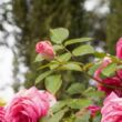 Rosa 'Cyclamen Pierre de Ronsard ®' - rózsaszín - climber, futó rózsa