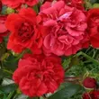 Kép 1/3 - Rosa 'Hello®' - piros - talajtakaró rózsa