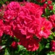 Rosa 'Hello®' - piros - talajtakaró rózsa