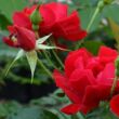 Kép 3/3 - Rosa 'Hello®' - piros - talajtakaró rózsa