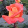 Rosa 'Louis De Funes®' - narancssárga - teahibrid rózsa