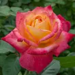 Kép 1/3 - Rosa 'Pullman Orient Express ®' - sárga - rózsaszín - teahibrid rózsa