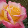 Kép 2/3 - Rosa 'Pullman Orient Express ®' - sárga - rózsaszín - teahibrid rózsa