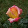 Rosa 'Pullman Orient Express ®' - sárga - rózsaszín - teahibrid rózsa