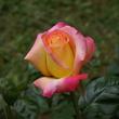 Kép 3/3 - Rosa 'Pullman Orient Express ®' - sárga - rózsaszín - teahibrid rózsa