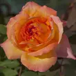 Kép 1/3 - Rosa 'René Goscinny ®' - narancssága - rózsaszín - teahibrid rózsa