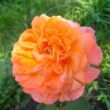 Rosa 'René Goscinny ®' - narancssága - rózsaszín - teahibrid rózsa