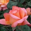 Kép 3/3 - Rosa 'René Goscinny ®' - narancssága - rózsaszín - teahibrid rózsa