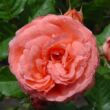 Kép 1/3 - Rosa 'Amelia ™' - rózsaszín - nosztalgia rózsa