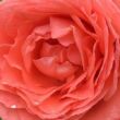 Rosa 'Amelia ™' - rózsaszín - nosztalgia rózsa