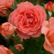 Rosa 'Amelia ™' - rózsaszín - nosztalgia rózsa