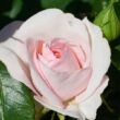 Rosa 'Anna Ancher™' - rózsaszín - virágágyi floribunda rózsa