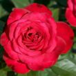 Rosa 'Birthe Kjaer' - piros - nosztalgia rózsa