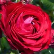 Kép 1/3 - Rosa 'Katherine™' - piros - rózsaszín - nosztalgia rózsa