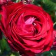 Kép 1/3 - Rosa 'Katherine™' - piros - rózsaszín - nosztalgia rózsa