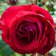 Rosa 'Katherine™' - piros - rózsaszín - nosztalgia rózsa