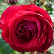 Kép 3/3 - Rosa 'Katherine™' - piros - rózsaszín - nosztalgia rózsa