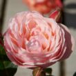 Kép 1/3 - Rosa 'Lilo ™' - rózsaszín - teahibrid rózsa