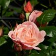 Kép 2/3 - Rosa 'Lilo ™' - rózsaszín - teahibrid rózsa