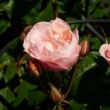 Rosa 'Lilo ™' - rózsaszín - teahibrid rózsa