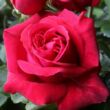 Rosa 'Dame de Coeur' - piros - teahibrid rózsa