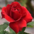 Rosa 'Dame de Coeur' - piros - teahibrid rózsa