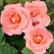 Rosa 'Mathilde™' - rózsaszín - nosztalgia rózsa