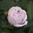 Rosa 'Sandra™' - lila - nosztalgia rózsa