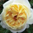 Rosa 'Nina™' - fehér - nosztalgia rózsa
