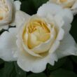 Rosa 'Nina™' - fehér - nosztalgia rózsa