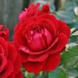Kép 1/3 - Rosa 'Grand Award ®' - piros - climber, futó rózsa
