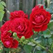 Rosa 'Grand Award ®' - piros - climber, futó rózsa