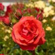 Rosa 'Jive ™' - piros - climber, futó rózsa