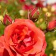 Rosa 'Jive ™' - piros - climber, futó rózsa