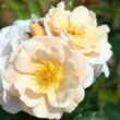 Rosa 'Pas de Deux' - sárga - climber, futó rózsa