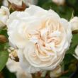 Kép 1/3 - Rosa 'Eisa ™' - fehér - climber, futó rózsa