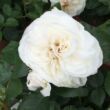 Kép 2/3 - Rosa 'Eisa ™' - fehér - climber, futó rózsa