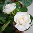 Kép 3/3 - Rosa 'Eisa ™' - fehér - climber, futó rózsa