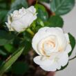 Rosa 'Eisa ™' - fehér - climber, futó rózsa