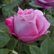 Rosa 'Mrs. John Laing' - rózsaszín - történelmi - perpetual hibrid rózsa