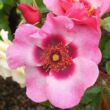 Kép 1/3 - Rosa 'Bright as a Button' - rózsaszín - virágágyi floribunda rózsa