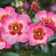 Kép 2/3 - Rosa 'Bright as a Button' - rózsaszín - virágágyi floribunda rózsa
