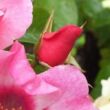 Kép 3/3 - Rosa 'Bright as a Button' - rózsaszín - virágágyi floribunda rózsa